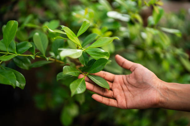 Trusted Graniteville, SC Tree Removal Experts